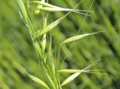 Europa Północna staje się nowym zagłębiem uprawy owsa dzięki ociepleniu klimatu