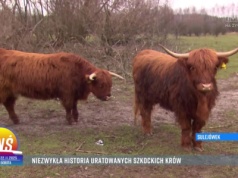 Z wizytą w Fundacji Kopytka z Nadzieją w podwarszawskim Sulejówku - niezwykła historia uratowanych szkockich krów