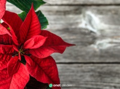 Gwiazda betlejemska bez problemu przetrwa do świąt. Musisz jednak pamiętać o tych zasadach