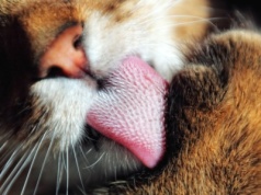 Kot zaczął wykazywać to zachowanie w domu? Nigdy go nie ignoruj