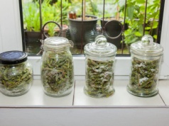 ​Działa lepiej niż apteczne syropy na kaszel. Mama i babcia robiły co roku