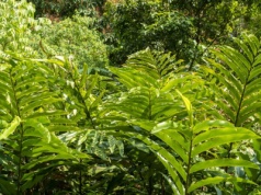 Zdarzył się cud. Jedna z najcenniejszych przypraw będzie rosła w Polsce