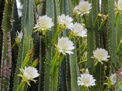 Ta roślina kwitnie tylko nocą. Wygląda zachwycająco, ale jest kapryśna