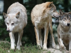 Naukowiec z Gdańska: „Wilki reagują na ludzki głos silniejszym strachem niż na szczekanie psów”