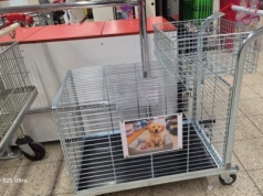 Zakupy z psem: Auchan wprowadziło specjalne wózki dla psów