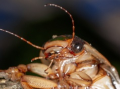 Nie tylko obrzydliwe, ale i toksyczne. Karaluchy wytwarzają endotoksyny groźne dla zdrowia