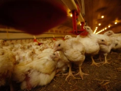 Najwięksi producenci drobiu i jaj na świecie. Kto rządzi rynkiem?