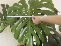 Częstuję monsterę korzenną przyprawą. Nowych liści przybywa lawinowo