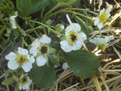 Pomoc dla sadowników po przymrozkach – sprawdź, czy przysługuje Ci wsparcie