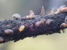 Ogromna populacja miodówki jesienią 2025. Co to oznacza dla sadowników w 2026?