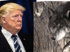 Donald Trump wszedł na wojenną ścieżkę z wilkami. Kontrowersyjna decyzja