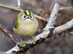 Te maluch waży tylko kilka gramów. Spędza zimę w Polsce