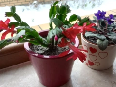 Zimowa dżungla na parapecie – 15 roślin, które zakwitną w mieszkaniu (nawet w lutym)