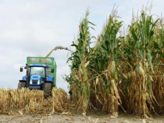Są wstępne wyniki plonowania kukurydzy na kiszonkę. Które odmiany wygrały?