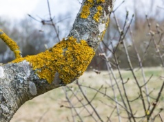 Tak usuniesz mech i porosty z drzewa. Ta mieszanka zadziała błyskawicznie