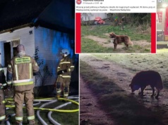 Mieszkańcy pomagają psu z tragicznego pożaru "On nie wie, że jego pan już nie wróci".