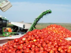 Polska kupiła pomidory z Holandii za PÓŁ MILIARDA zł. Kto jeszcze na tym zarabia?