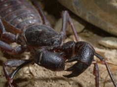 Włochate, z wieloma nogami i jadem. Wielu przerażają. Znasz je?