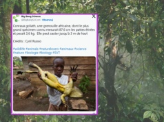 Tu kumkają żaby wielkie jak zające. Skaczą nawet na trzy metry