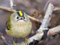 Ten polski ptak jest lekki jak piórko. Jego śpiew najlepiej słyszą dzieci