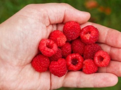 Ukraińscy plantatorzy sprowadzają pracowników z Azji. Brakuje chętnych na miejscu