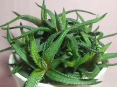 Zapominasz o podlewaniu kwiatków? Tych 7 roślin doniczkowych i tak przetrwa wszystko!