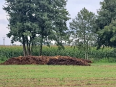 Przechowywanie obornika: co trzeba wiedzieć przed upływem terminu?