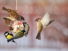 Jak dokarmiać ptaki zimą? To najczęstszy błąd. 