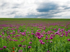 Dlaczego Amerykanie po cichu siali mak w Afganistanie?
