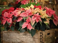 Najpiękniejsza roślina świąt, a jednak najłatwiej ją zniszczyć. Jak podlewać gwiazdę betlejemską