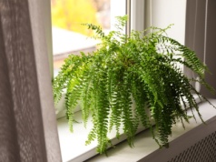 Zamiast dawać do ciasta, nakarm paprotkę. Nowe liście wyleją się z doniczki