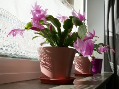 8 na 10 osób popełnia te błędy. Pomóż grudnikowi zakwitnąć na święta