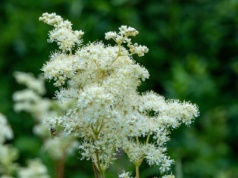 To najpiękniejsza bylina wieloletnia. Spowija ogród puchatymi chmurkami i pachnie jak migdał