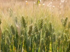 Kraje UE zebrały najwięcej pszenicy twardej od 2018 roku