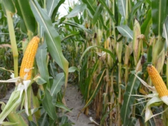 Przekazanie gospodarstwa a sprzedaż własnych zbiorów: co wolno emerytowi?