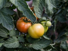 Nowa odmiana pomidorów o dużych kiściach