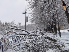 Śnieżyca powaliła potężny konar nad Kamienicą w Nowym Sączu. Strażacy mieli pełne ręce roboty – 141 interwencji w jedną dobę