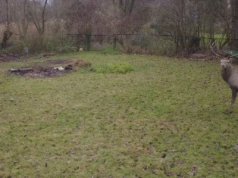 Jelenie przed obiektywem drona. Mieszkaniec Jelenia nagrał niezwykłą wizytę