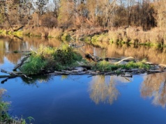 Wody Polskie usuwają zatory na Bugu, wspierając działania Straży Granicznej na wschodniej granicy