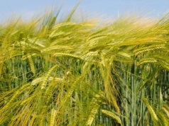 RAGT poszerza portfolio o odmiany jęczmienia browarnego