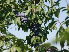 Objawy i zwalczanie X. fastidiosa. Bakteria poraża aż 300 gatunków roślin!