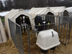 Najczęstsze błędy w odchowie cieląt. Jak ich uniknąć w praktyce?