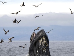 Coś złego dzieje się w oceanach na całym świecie. Olbrzymy umierają z głodu