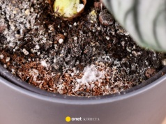 Białe plamy na ziemi w doniczce? Ten patent uratuje rośliny