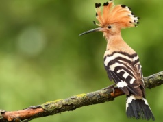 Jego czub jest nie do podrobienia. Dziwaczny ptak wymiera w Europie