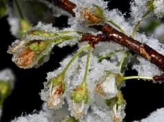 Nawet 2400 zł/ha pomocy dla sadowników. 1 grudnia ruszy nabór wniosków