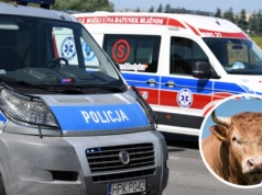 Gospodarz sprzątał oborę. Nagle został zaatakowany. Nie było żadnych szans