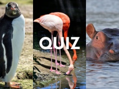 Quiz dla znawców zwierząt. Ssak, ptak czy płaz? Potrafisz odróżnić?