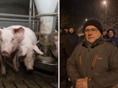 Rolnicy nie wytrzymują. Jadą pod zakład. "Świnie po 4 zł/kg, szynka po 50 zł"