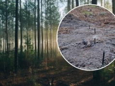 Groźna pułapka czyhała na leśnej drodze. Natknęli się na ostre pręty